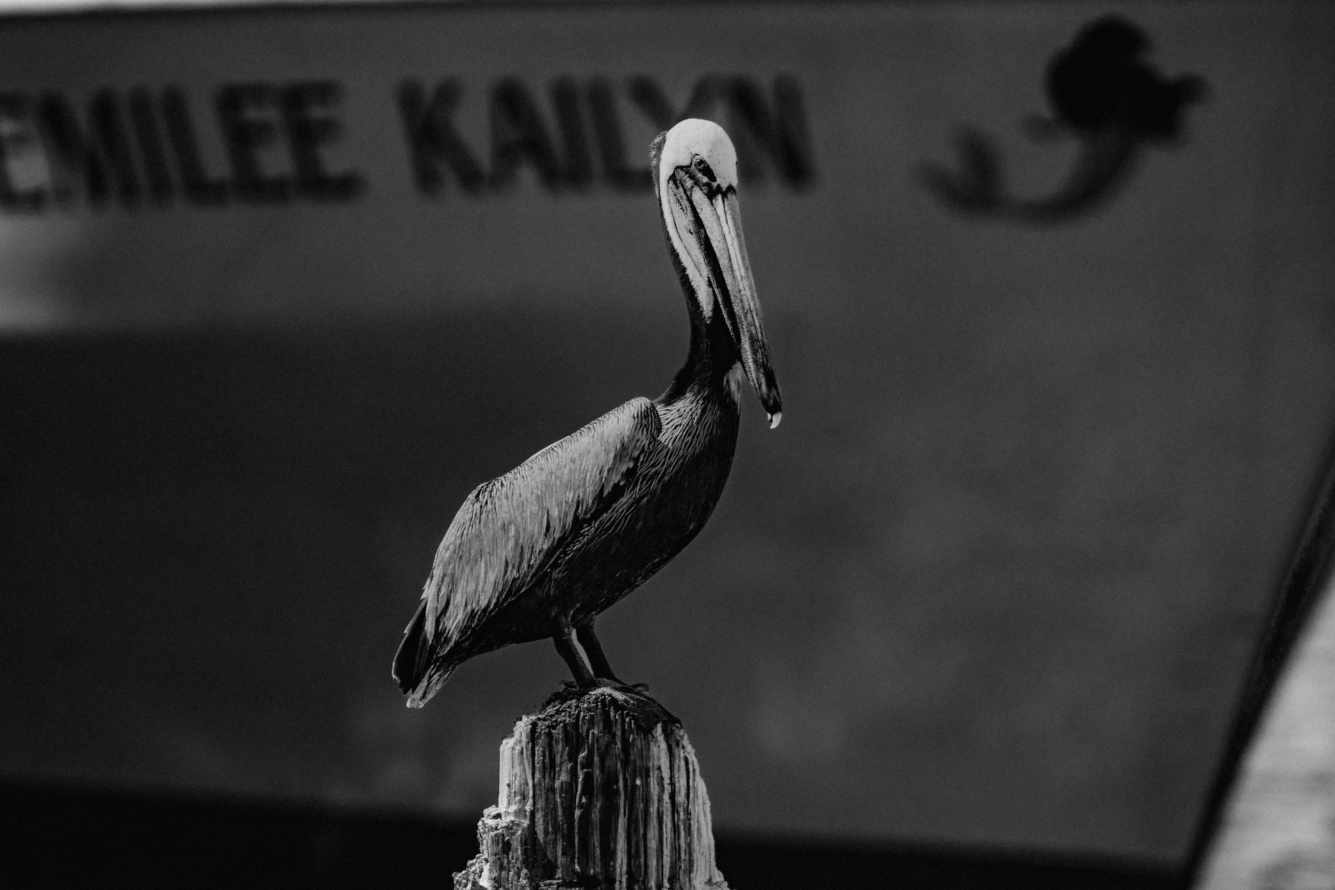 Brown pelican on dock post