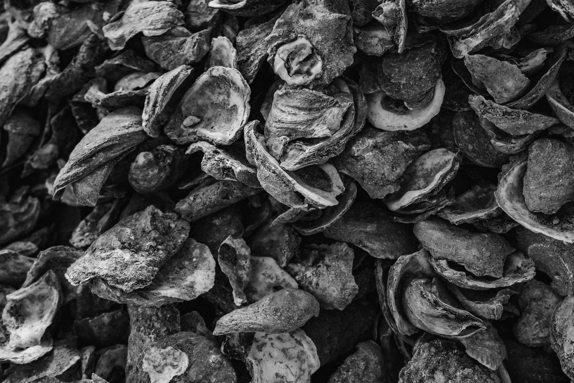 Oyster shells close-up texture