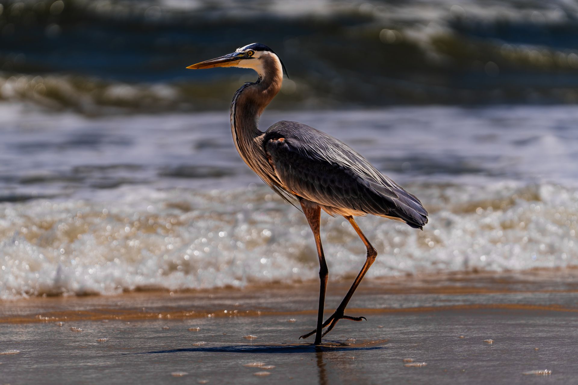Great blue heron walking on beach