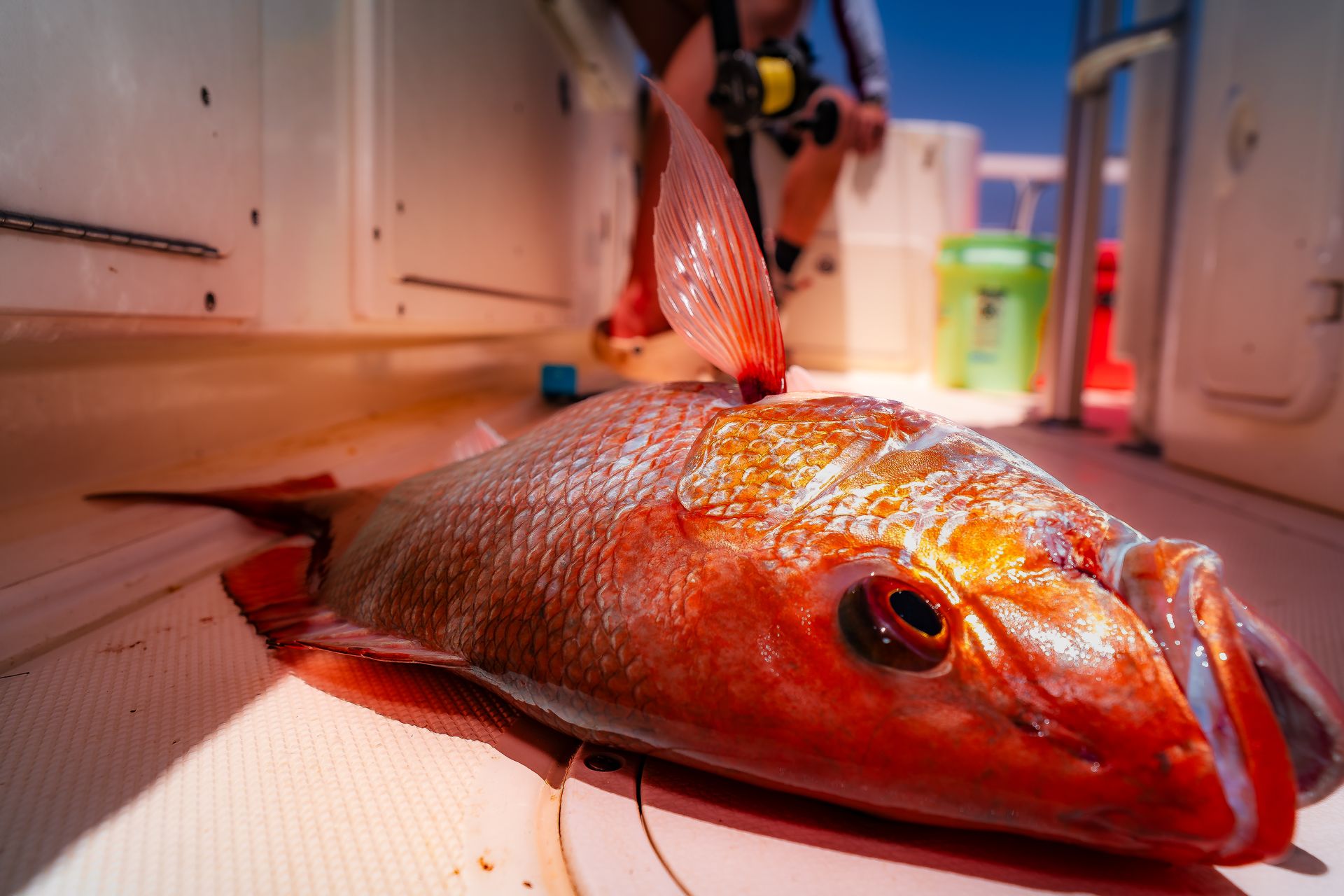 Fresh red snapper catch on boat